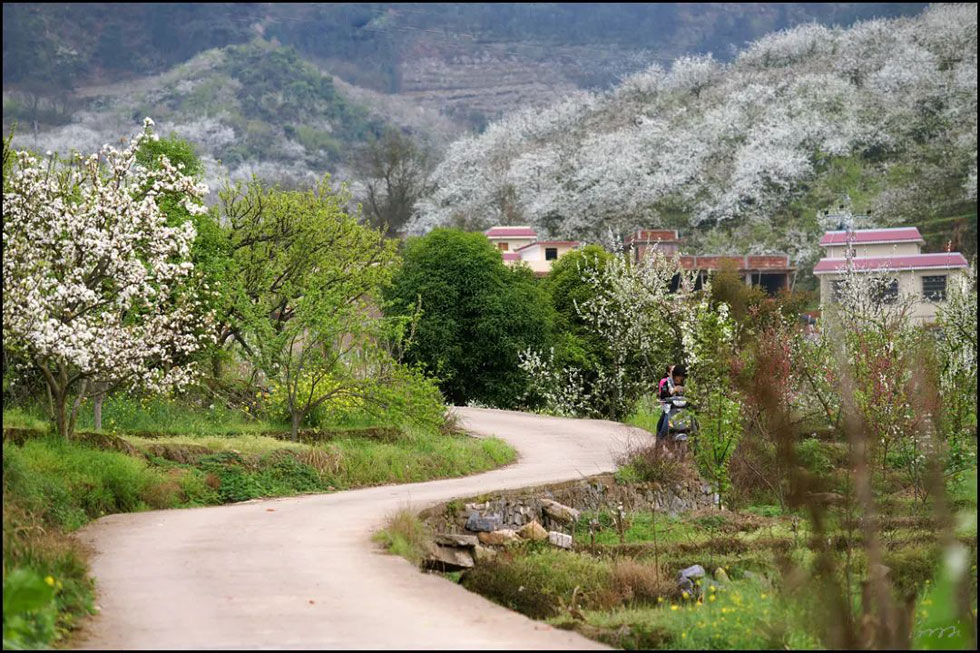 【春天,广西桂林灌阳县向您发出邀请!】我们在灌阳看梨花 - 游山玩水 - 云浮生活社区 - 云浮28生活网 yf.28life.com