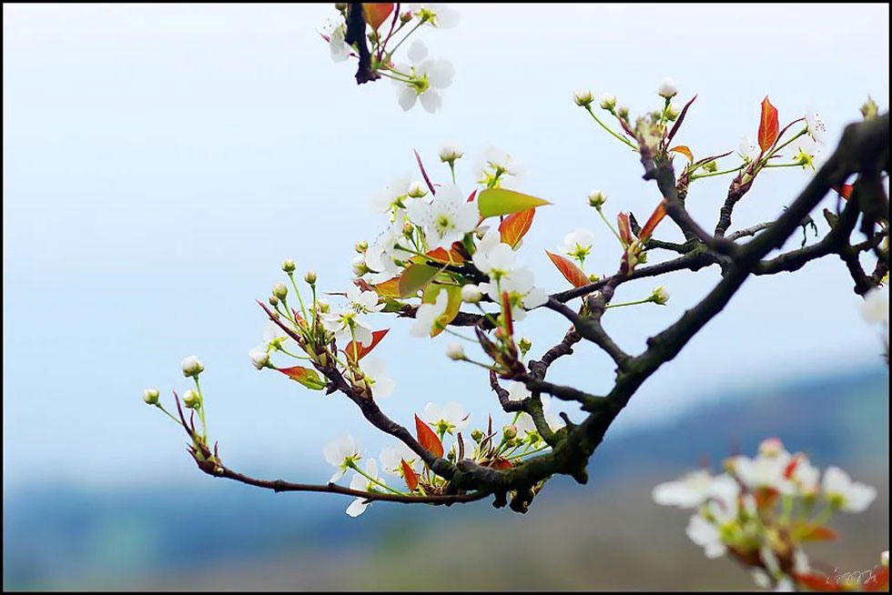 【春天,广西桂林灌阳县向您发出邀请!】我们在灌阳看梨花 - 游山玩水 - 云浮生活社区 - 云浮28生活网 yf.28life.com