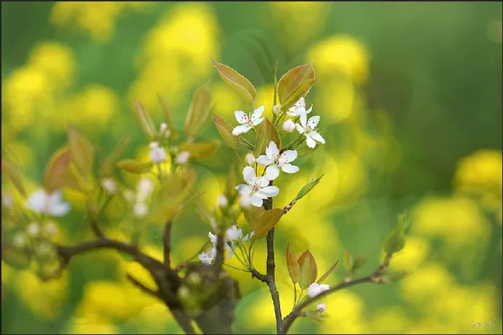 【春天,广西桂林灌阳县向您发出邀请!】我们在灌阳看梨花 - 游山玩水 - 云浮生活社区 - 云浮28生活网 yf.28life.com