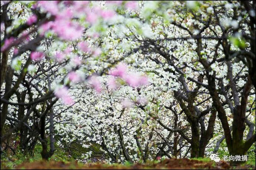 【春天,广西桂林灌阳县向您发出邀请!】我们在灌阳看梨花 - 游山玩水 - 云浮生活社区 - 云浮28生活网 yf.28life.com