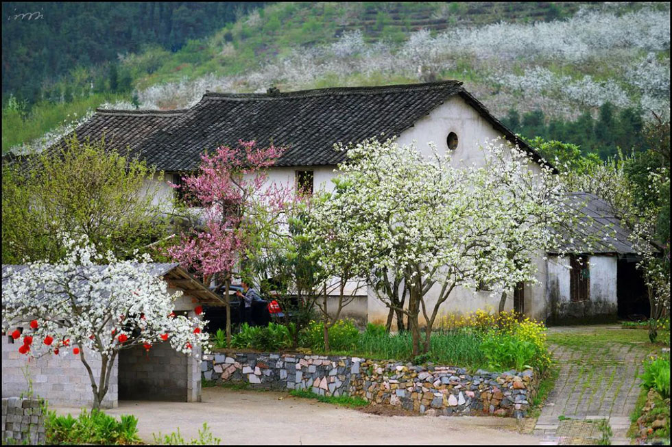 【春天,广西桂林灌阳县向您发出邀请!】我们在灌阳看梨花 - 游山玩水 - 云浮生活社区 - 云浮28生活网 yf.28life.com