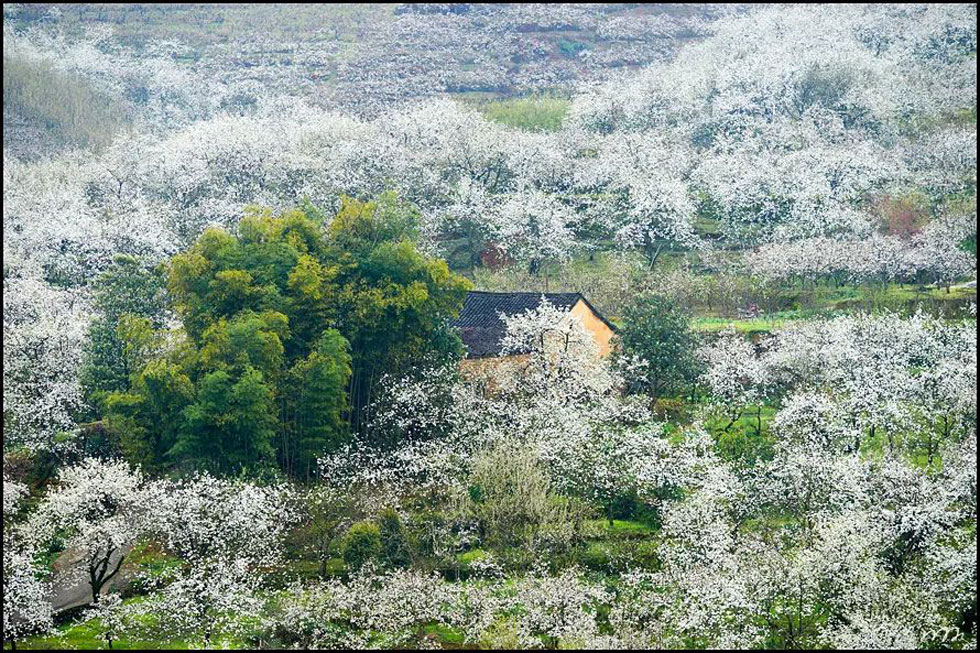 【春天,广西桂林灌阳县向您发出邀请!】我们在灌阳看梨花 - 游山玩水 - 云浮生活社区 - 云浮28生活网 yf.28life.com