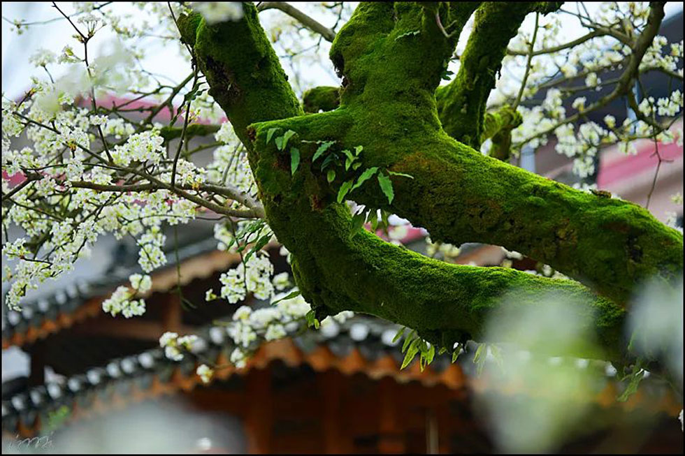 【春天,广西桂林灌阳县向您发出邀请!】我们在灌阳看梨花 - 游山玩水 - 云浮生活社区 - 云浮28生活网 yf.28life.com