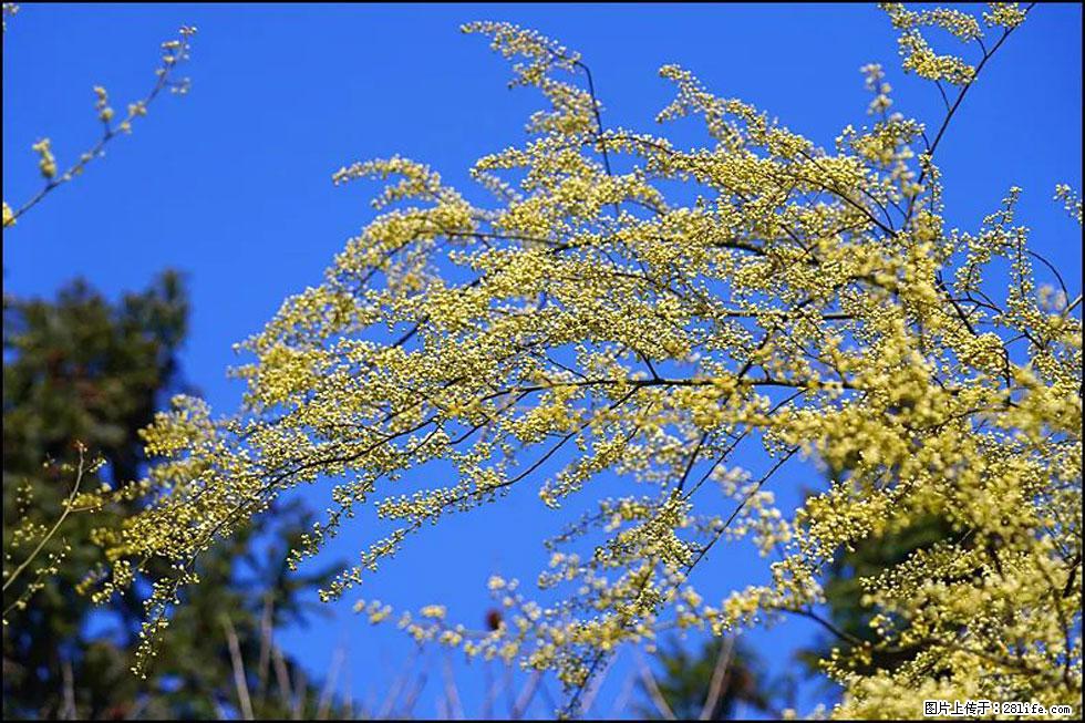 【春天,广西桂林灌阳县向您发出邀请!】米珠山前有片山苍子花在飘香 - 游山玩水 - 云浮生活社区 - 云浮28生活网 yf.28life.com