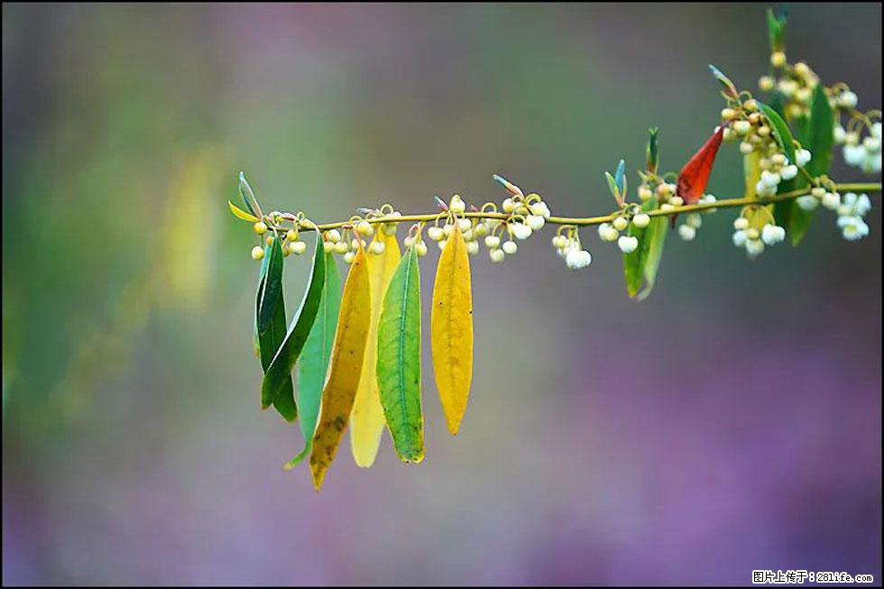 【春天,广西桂林灌阳县向您发出邀请!】米珠山前有片山苍子花在飘香 - 游山玩水 - 云浮生活社区 - 云浮28生活网 yf.28life.com