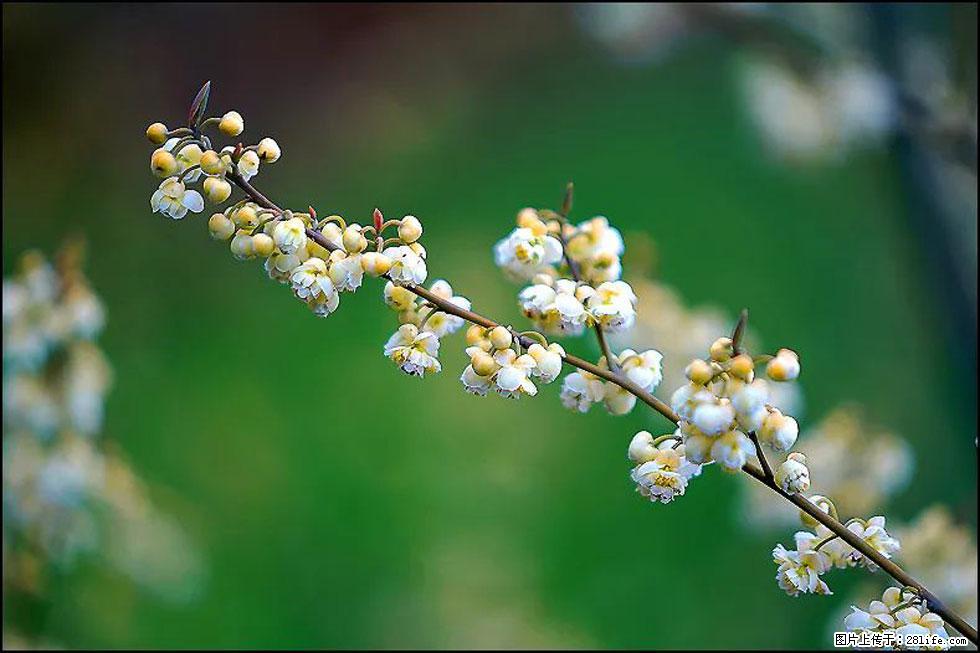 【春天,广西桂林灌阳县向您发出邀请!】米珠山前有片山苍子花在飘香 - 游山玩水 - 云浮生活社区 - 云浮28生活网 yf.28life.com