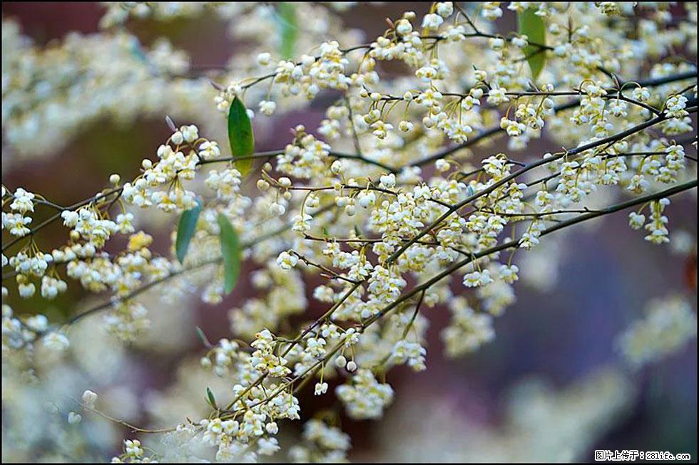【春天,广西桂林灌阳县向您发出邀请!】米珠山前有片山苍子花在飘香 - 游山玩水 - 云浮生活社区 - 云浮28生活网 yf.28life.com