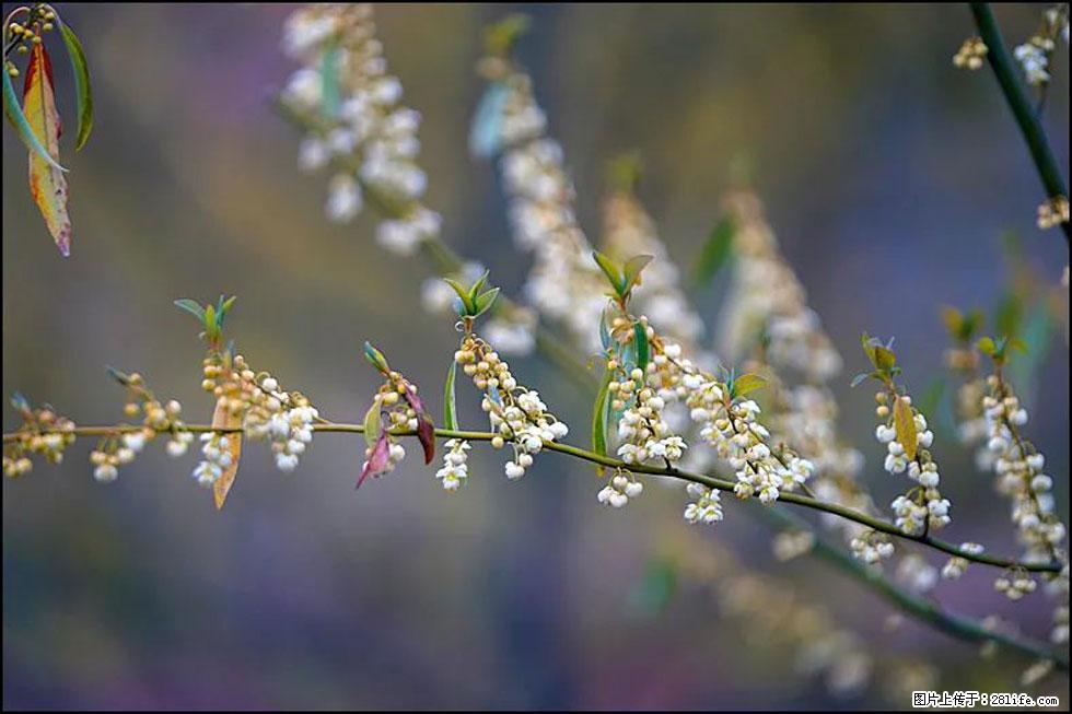 【春天,广西桂林灌阳县向您发出邀请!】米珠山前有片山苍子花在飘香 - 游山玩水 - 云浮生活社区 - 云浮28生活网 yf.28life.com