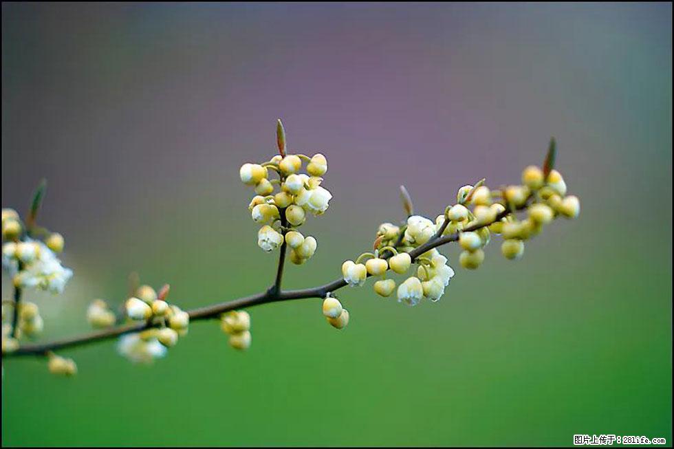 【春天,广西桂林灌阳县向您发出邀请!】米珠山前有片山苍子花在飘香 - 游山玩水 - 云浮生活社区 - 云浮28生活网 yf.28life.com