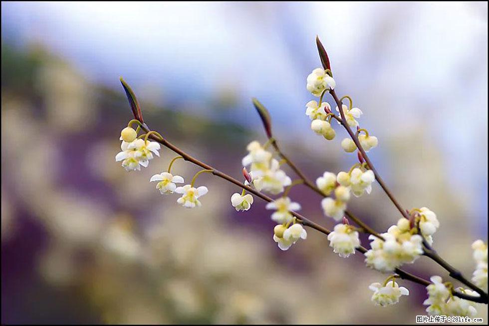 【春天,广西桂林灌阳县向您发出邀请!】米珠山前有片山苍子花在飘香 - 游山玩水 - 云浮生活社区 - 云浮28生活网 yf.28life.com
