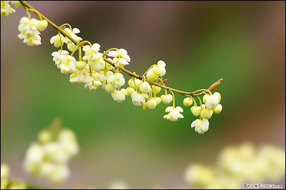 【春天,广西桂林灌阳县向您发出邀请!】米珠山前有片山苍子花在飘香 - 游山玩水 - 云浮生活社区 - 云浮28生活网 yf.28life.com