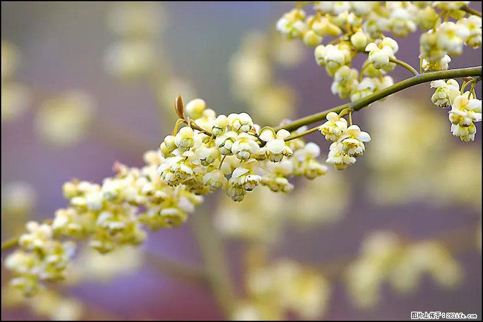 【春天,广西桂林灌阳县向您发出邀请!】米珠山前有片山苍子花在飘香 - 游山玩水 - 云浮生活社区 - 云浮28生活网 yf.28life.com