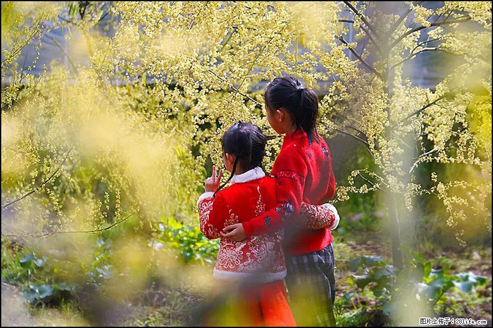 【春天,广西桂林灌阳县向您发出邀请!】米珠山前有片山苍子花在飘香 - 游山玩水 - 云浮生活社区 - 云浮28生活网 yf.28life.com