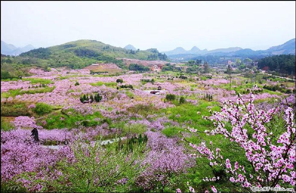 【春天,广西桂林灌阳县向您发出邀请!】官庄村有个醉美的桃花园 - 游山玩水 - 云浮生活社区 - 云浮28生活网 yf.28life.com