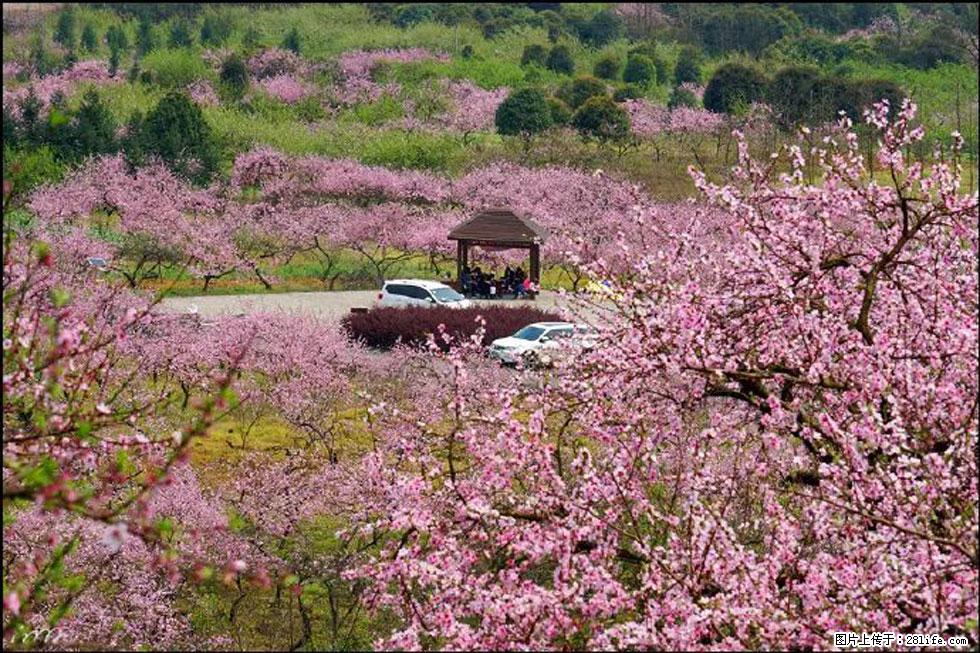 【春天,广西桂林灌阳县向您发出邀请!】官庄村有个醉美的桃花园 - 游山玩水 - 云浮生活社区 - 云浮28生活网 yf.28life.com