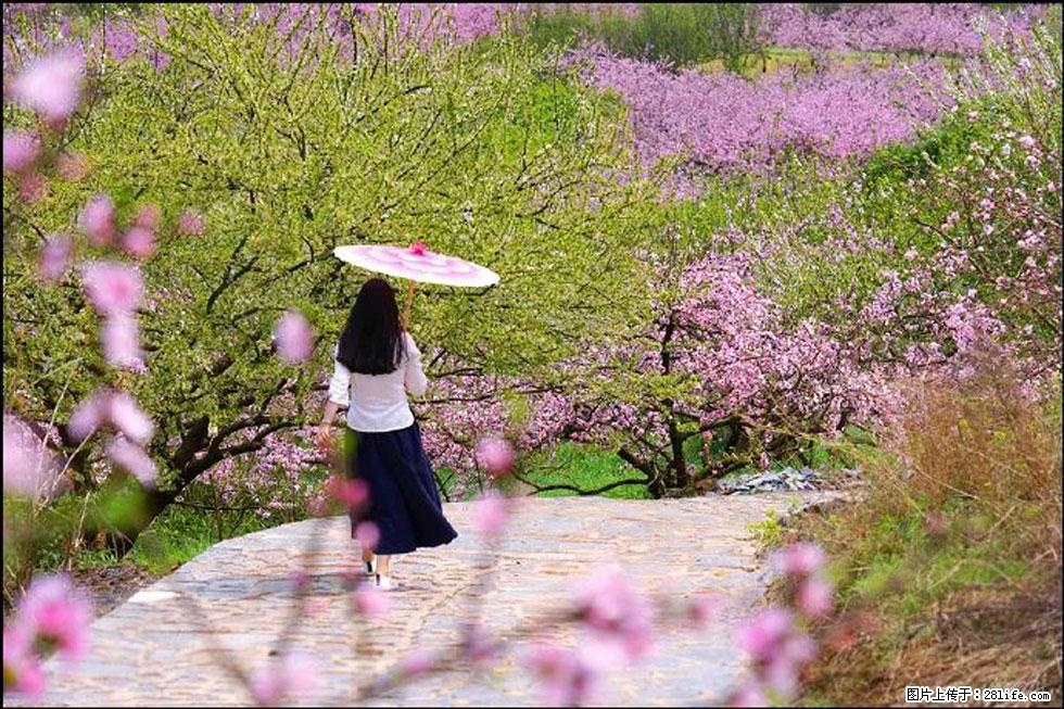 【春天,广西桂林灌阳县向您发出邀请!】官庄村有个醉美的桃花园 - 游山玩水 - 云浮生活社区 - 云浮28生活网 yf.28life.com