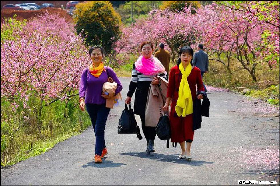【春天,广西桂林灌阳县向您发出邀请!】官庄村有个醉美的桃花园 - 游山玩水 - 云浮生活社区 - 云浮28生活网 yf.28life.com