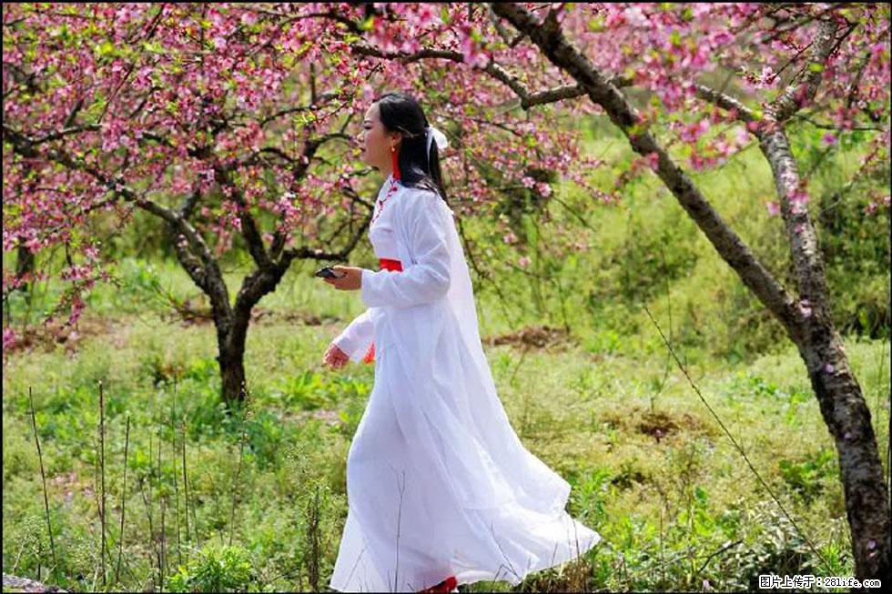 【春天,广西桂林灌阳县向您发出邀请!】官庄村有个醉美的桃花园 - 游山玩水 - 云浮生活社区 - 云浮28生活网 yf.28life.com