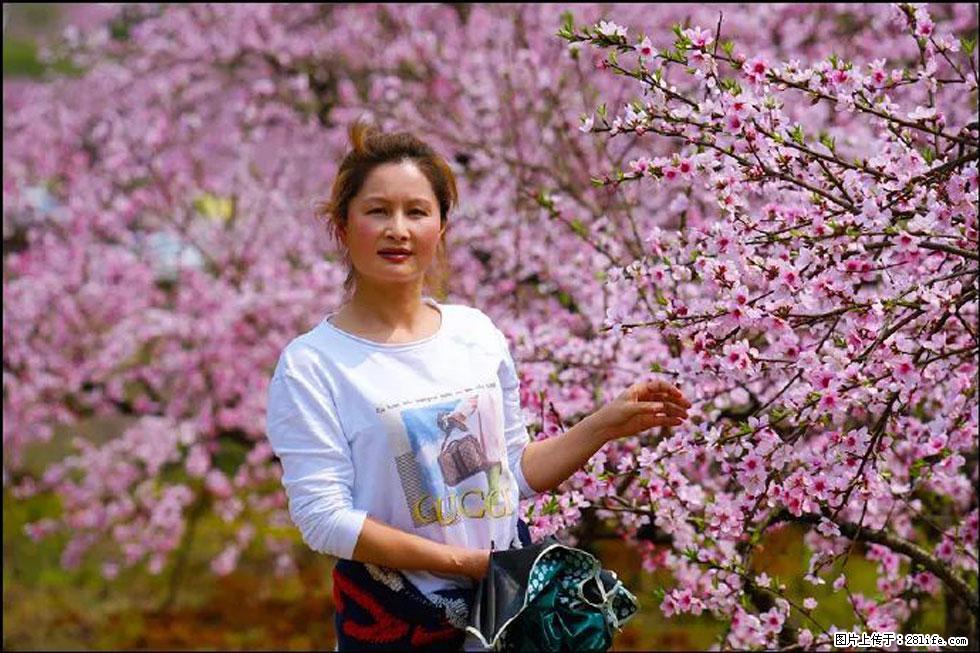 【春天,广西桂林灌阳县向您发出邀请!】官庄村有个醉美的桃花园 - 游山玩水 - 云浮生活社区 - 云浮28生活网 yf.28life.com
