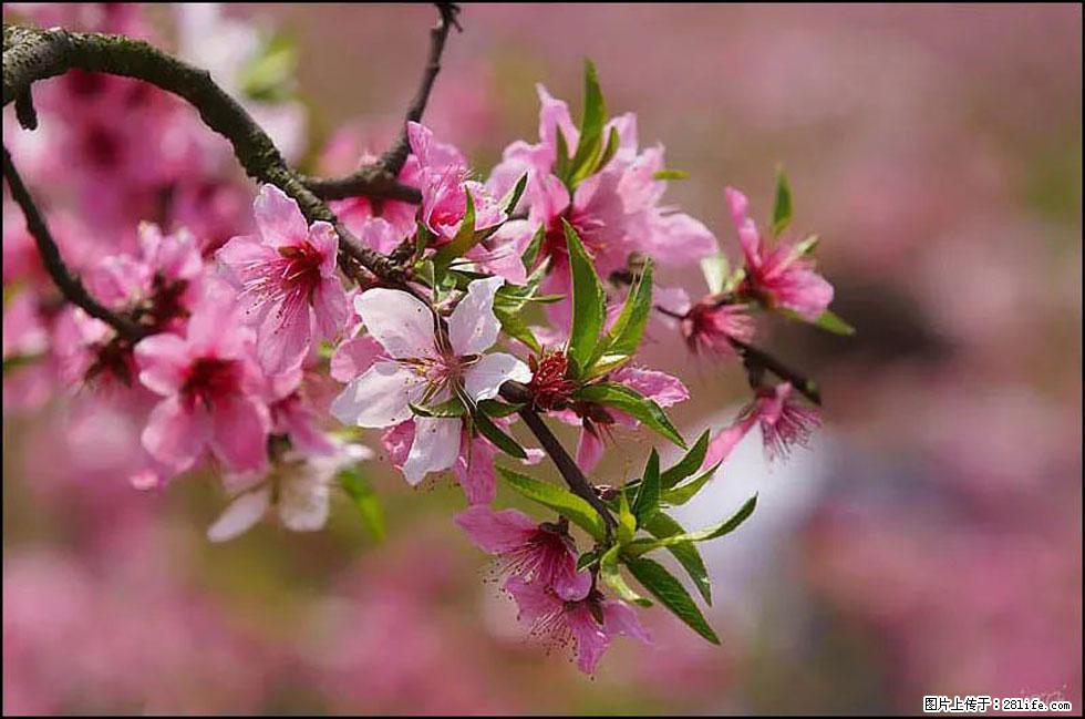 【春天,广西桂林灌阳县向您发出邀请!】官庄村有个醉美的桃花园 - 游山玩水 - 云浮生活社区 - 云浮28生活网 yf.28life.com