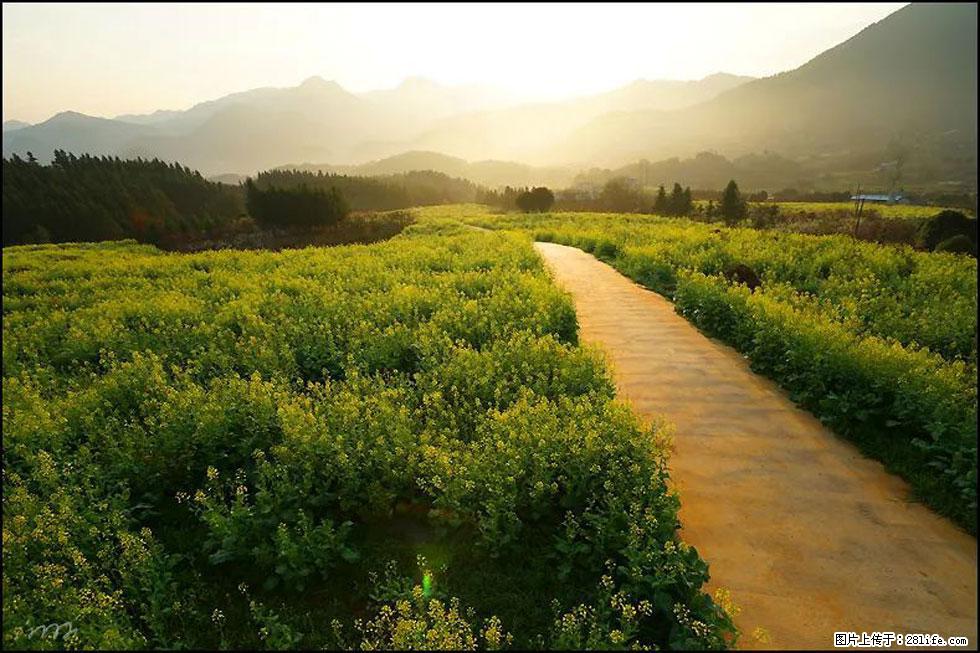 【春天,广西桂林灌阳县向您发出邀请!】长坪村油菜盛情花开 - 游山玩水 - 云浮生活社区 - 云浮28生活网 yf.28life.com