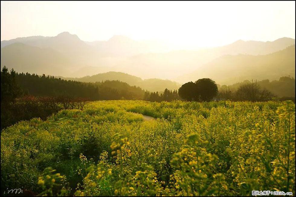 【春天,广西桂林灌阳县向您发出邀请!】长坪村油菜盛情花开 - 游山玩水 - 云浮生活社区 - 云浮28生活网 yf.28life.com