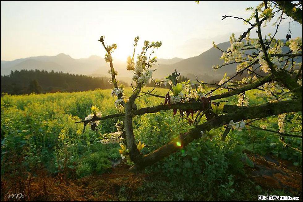 【春天,广西桂林灌阳县向您发出邀请!】长坪村油菜盛情花开 - 游山玩水 - 云浮生活社区 - 云浮28生活网 yf.28life.com