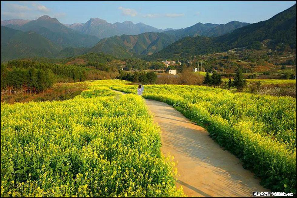 【春天,广西桂林灌阳县向您发出邀请!】长坪村油菜盛情花开 - 游山玩水 - 云浮生活社区 - 云浮28生活网 yf.28life.com