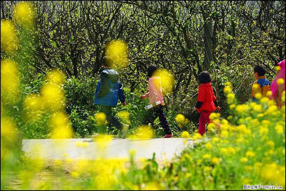 【春天,广西桂林灌阳县向您发出邀请!】长坪村油菜盛情花开 - 游山玩水 - 云浮生活社区 - 云浮28生活网 yf.28life.com
