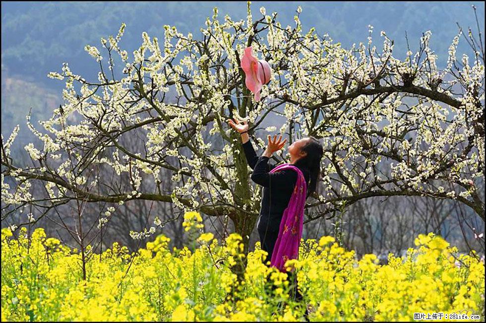 【春天,广西桂林灌阳县向您发出邀请!】长坪村油菜盛情花开 - 游山玩水 - 云浮生活社区 - 云浮28生活网 yf.28life.com