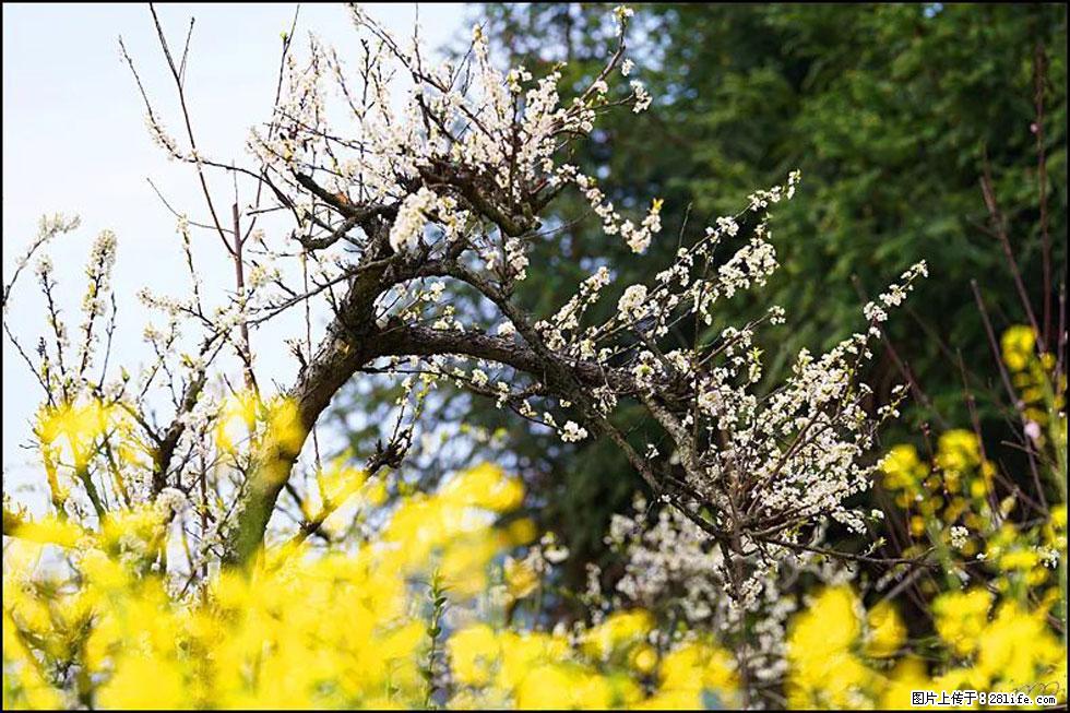 【春天,广西桂林灌阳县向您发出邀请!】长坪村油菜盛情花开 - 游山玩水 - 云浮生活社区 - 云浮28生活网 yf.28life.com