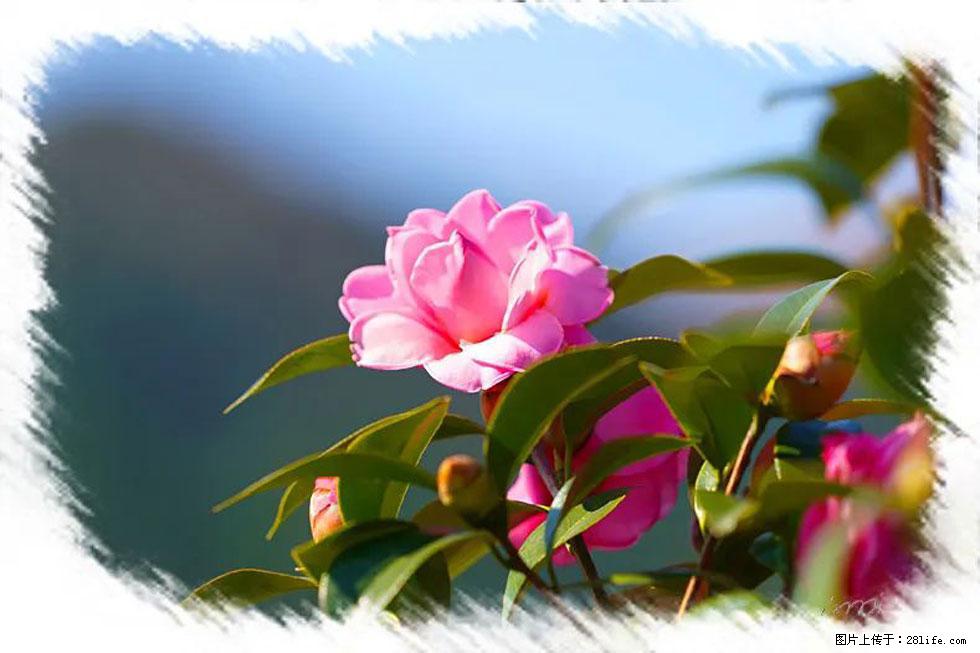 【春天,广西桂林灌阳县向您发出邀请!】杨柳井茶花惹人爱 - 游山玩水 - 云浮生活社区 - 云浮28生活网 yf.28life.com