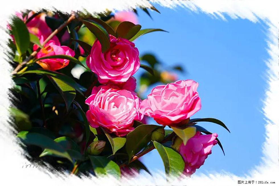 【春天,广西桂林灌阳县向您发出邀请!】杨柳井茶花惹人爱 - 游山玩水 - 云浮生活社区 - 云浮28生活网 yf.28life.com