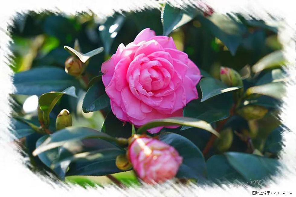 【春天,广西桂林灌阳县向您发出邀请!】杨柳井茶花惹人爱 - 游山玩水 - 云浮生活社区 - 云浮28生活网 yf.28life.com