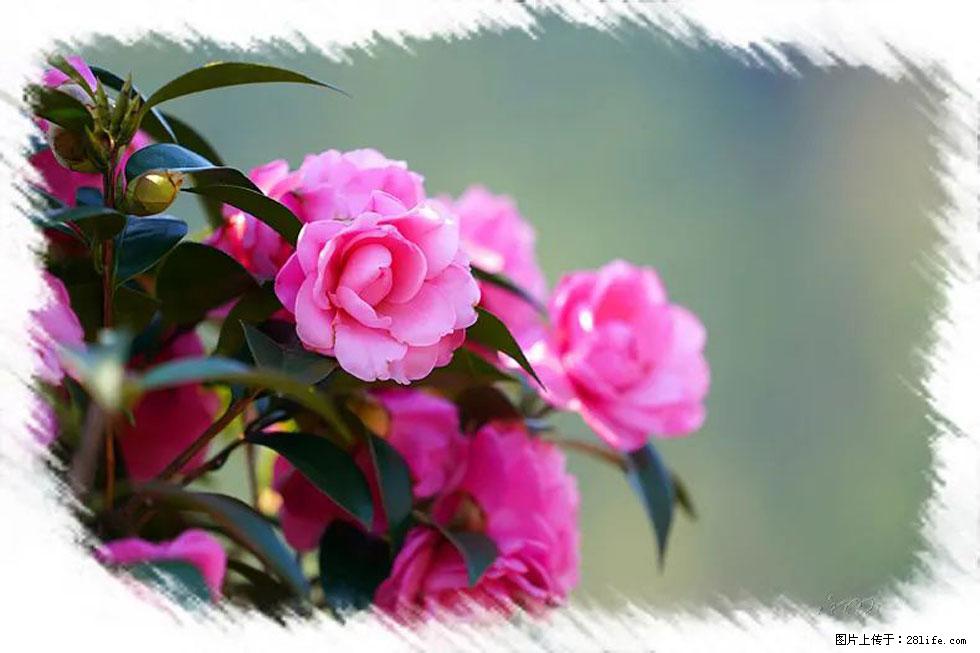 【春天,广西桂林灌阳县向您发出邀请!】杨柳井茶花惹人爱 - 游山玩水 - 云浮生活社区 - 云浮28生活网 yf.28life.com