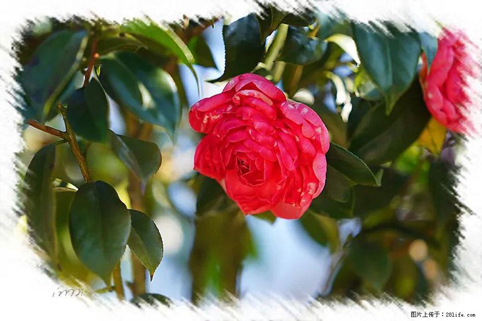 【春天,广西桂林灌阳县向您发出邀请!】杨柳井茶花惹人爱 - 游山玩水 - 云浮生活社区 - 云浮28生活网 yf.28life.com