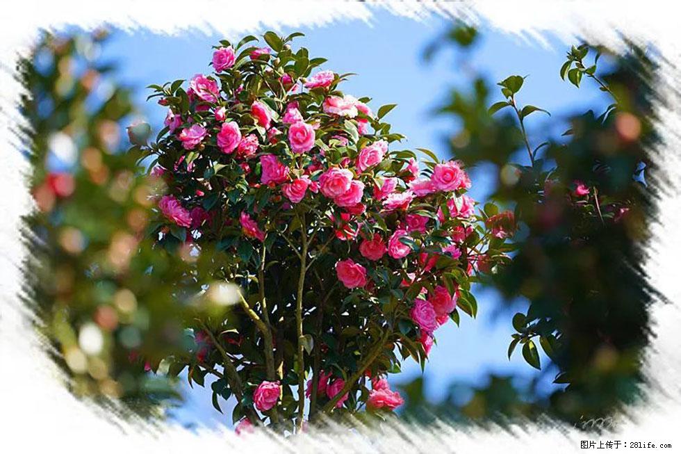 【春天,广西桂林灌阳县向您发出邀请!】杨柳井茶花惹人爱 - 游山玩水 - 云浮生活社区 - 云浮28生活网 yf.28life.com