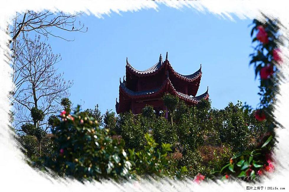 【春天,广西桂林灌阳县向您发出邀请!】杨柳井茶花惹人爱 - 游山玩水 - 云浮生活社区 - 云浮28生活网 yf.28life.com