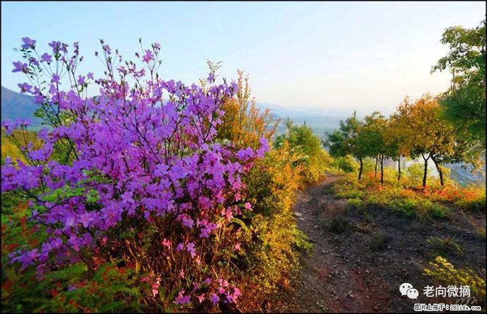 【春天,广西桂林灌阳县向您发出邀请!】登麒麟山,相约映山红 - 游山玩水 - 云浮生活社区 - 云浮28生活网 yf.28life.com