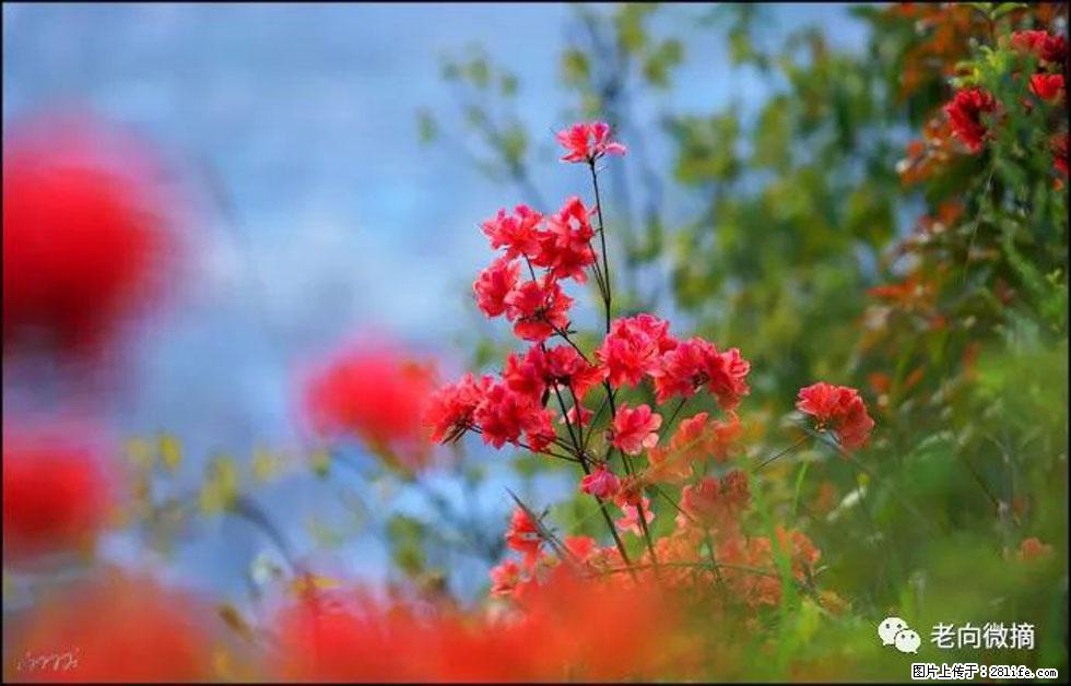 【春天,广西桂林灌阳县向您发出邀请!】登麒麟山,相约映山红 - 游山玩水 - 云浮生活社区 - 云浮28生活网 yf.28life.com