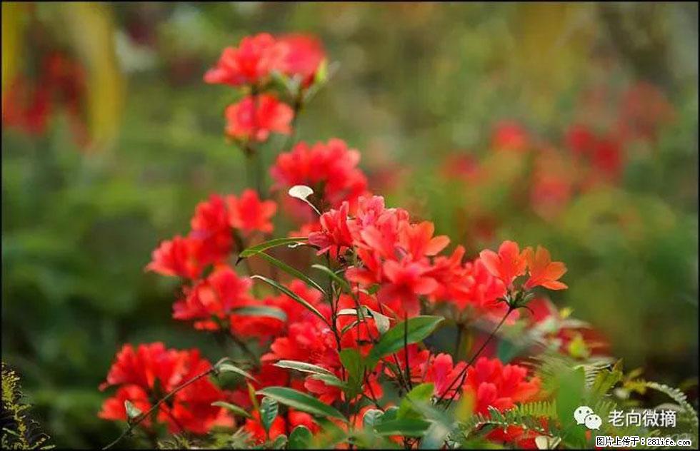 【春天,广西桂林灌阳县向您发出邀请!】登麒麟山,相约映山红 - 游山玩水 - 云浮生活社区 - 云浮28生活网 yf.28life.com