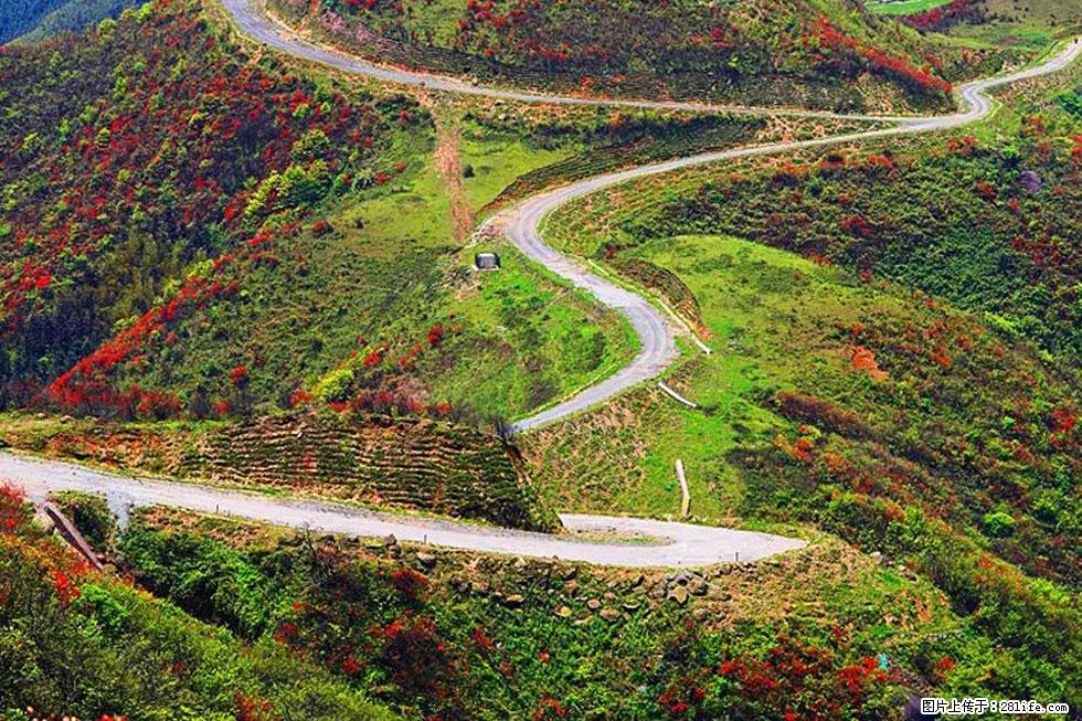 【春天,广西桂林灌阳县向您发出邀请!】春木界上映山红 - 游山玩水 - 云浮生活社区 - 云浮28生活网 yf.28life.com