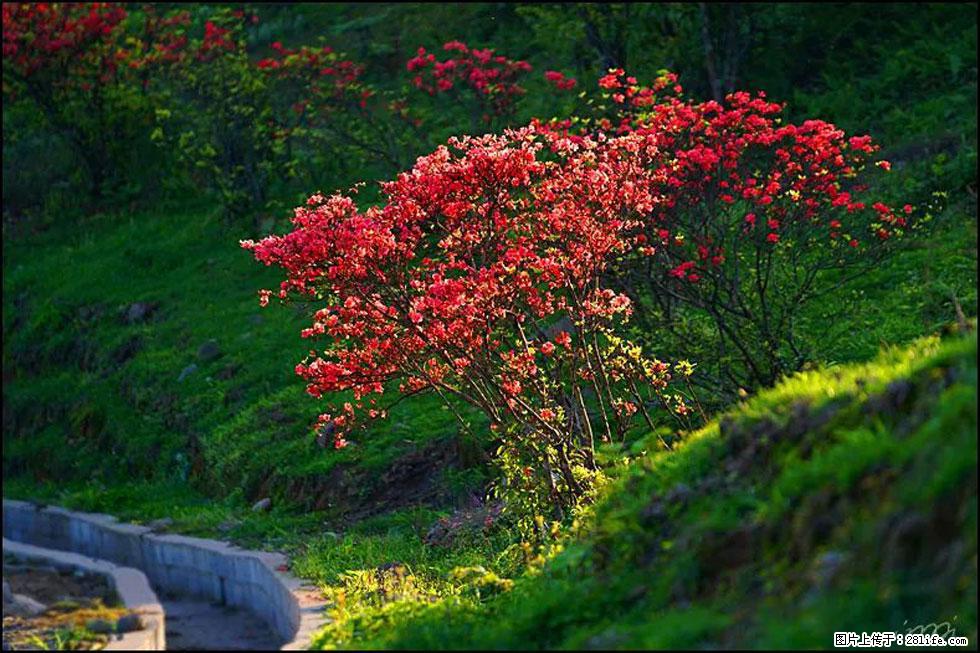 【春天,广西桂林灌阳县向您发出邀请!】春木界上映山红 - 游山玩水 - 云浮生活社区 - 云浮28生活网 yf.28life.com