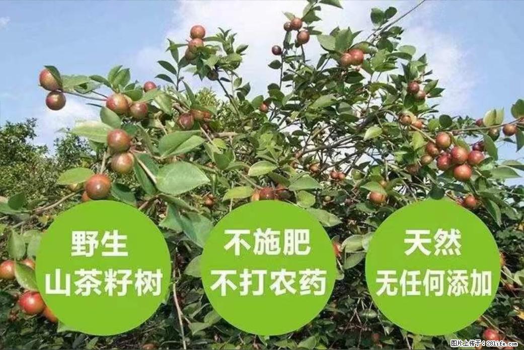 【灌阳县油茶产业示范区】一个有着充实的精神生活的人,对待身外之物自会有一种淡泊的态度 - 美食天地 - 云浮生活社区 - 云浮28生活网 yf.28life.com