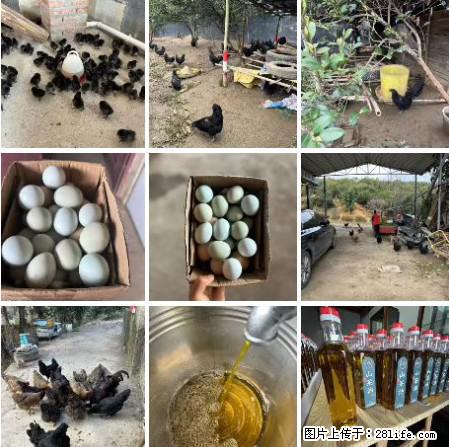 油茶园从小鸡仔开始养起的纯土鸡、土鸡蛋可以预定啦！还有前几天刚榨的纯山茶油哦 - 土特产 - 饮食特产 - 云浮分类信息 - 云浮28生活网 yf.28life.com