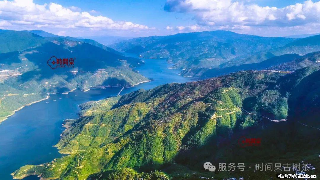 时间果百年古树龙珠普洱生茶 - 购物交流 - 云浮生活社区 - 云浮28生活网 yf.28life.com