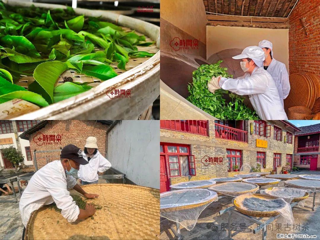 时间果百年古树龙珠普洱生茶 - 购物交流 - 云浮生活社区 - 云浮28生活网 yf.28life.com