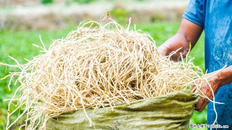 堪称“最难吃”的蔬菜,却是 “抗辐射神器”,还能护肺、清热、止咳化痰! - 云浮生活资讯 - 云浮28生活网 yf.28life.com