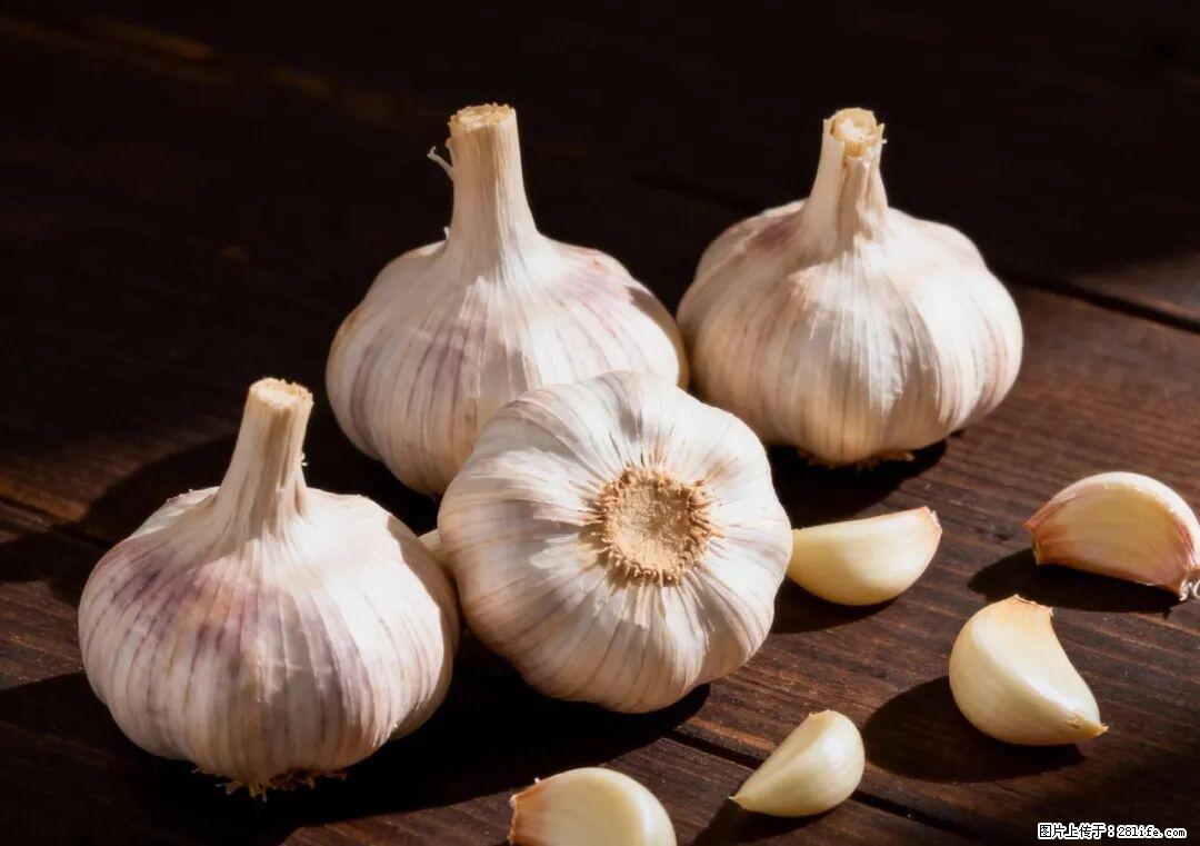 关于大蒜，除了“天然抗生素”，这4个谣言更该警惕! - 云浮生活资讯 - 云浮28生活网 yf.28life.com