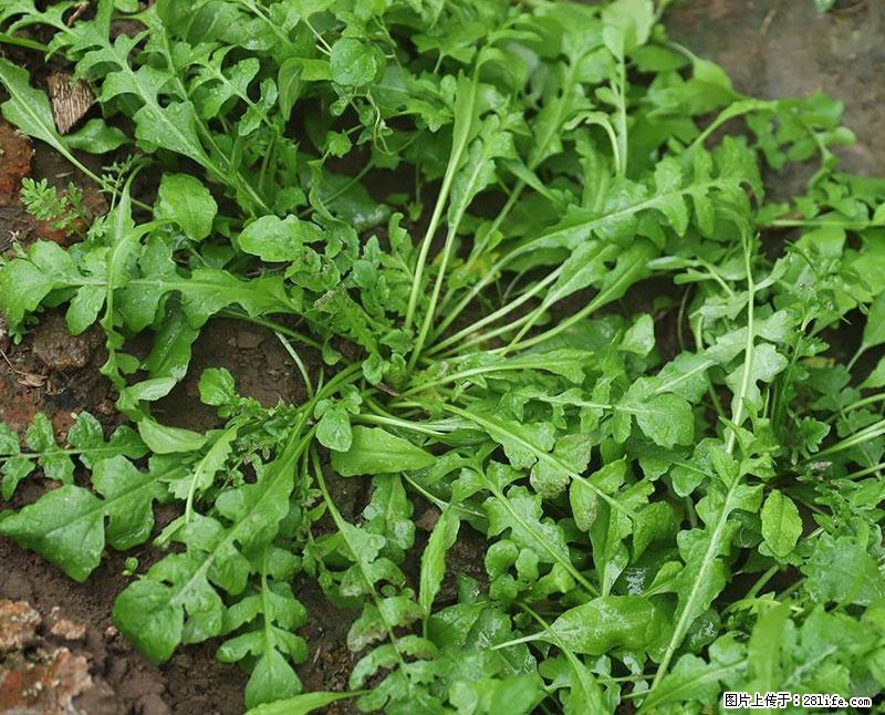 这些蔬菜是“天然钙片”，这6种被医生重点推荐 - 云浮生活资讯 - 云浮28生活网 yf.28life.com